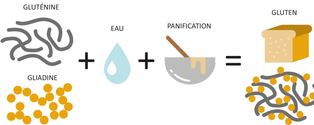 Graphique expliquant comment se forme le gluten de blé